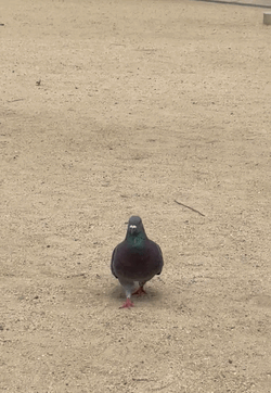 葉月
