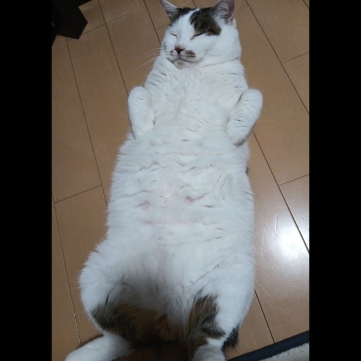 あいこ