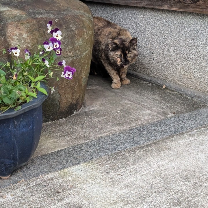 ひまわり