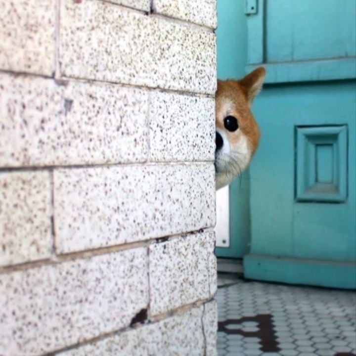 あゆむ