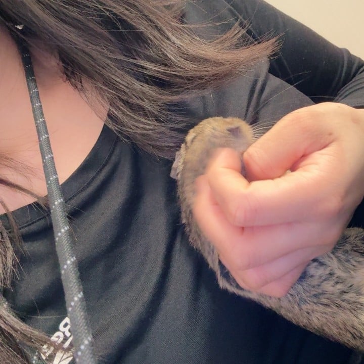 りっか