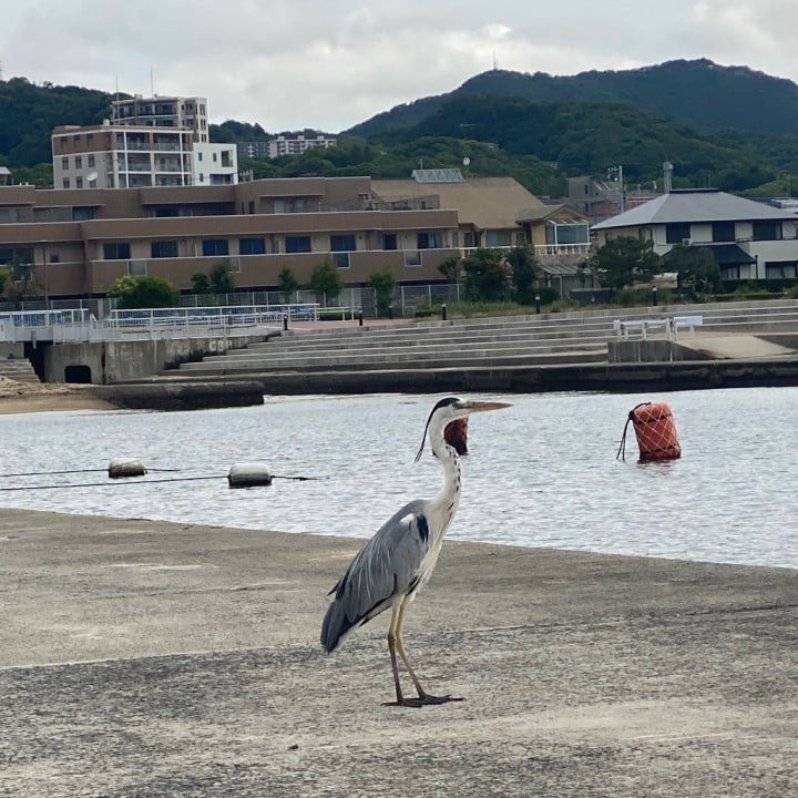 あゆむ