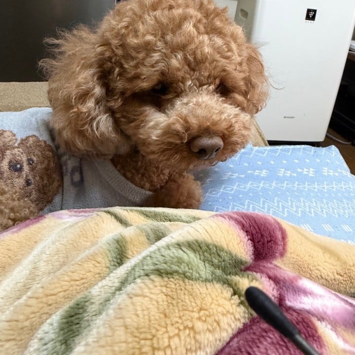 はのん
