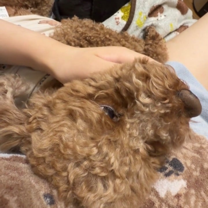 はのん