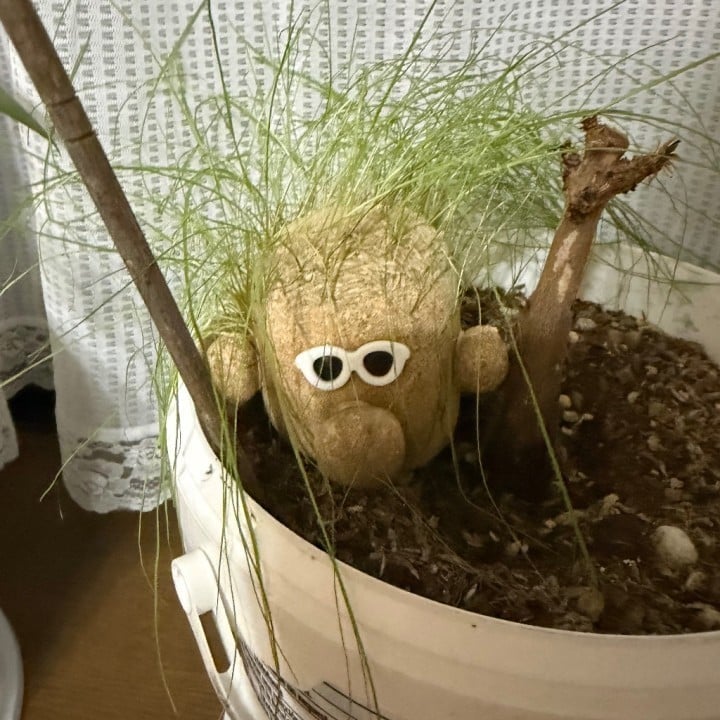 はのん