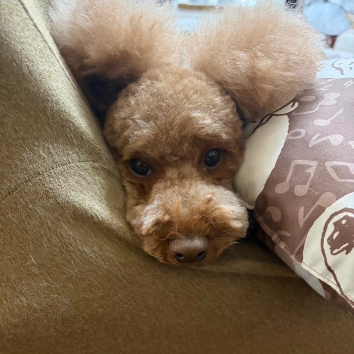 はのん