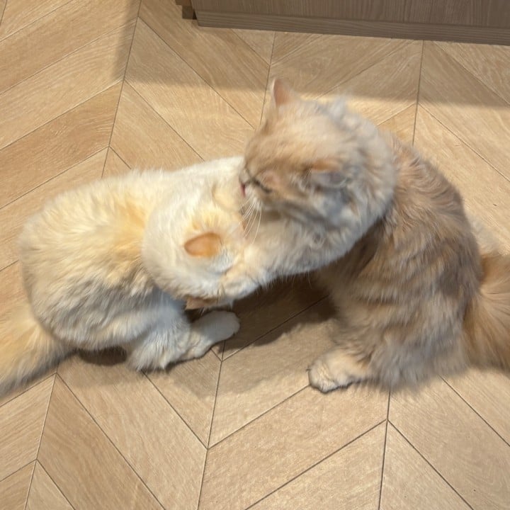 みお