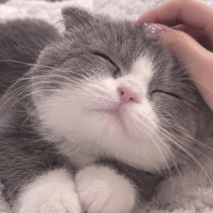 かるあ
